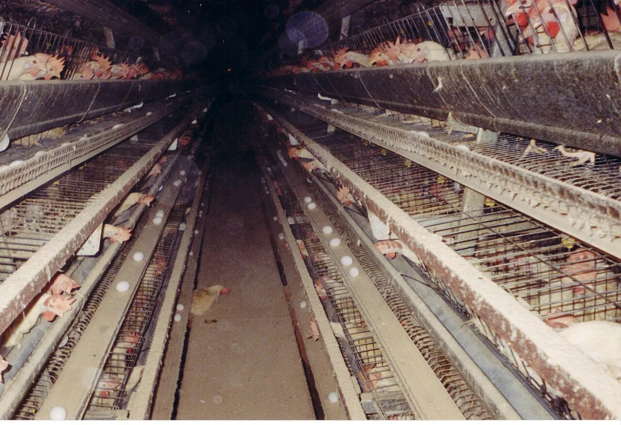 Rijen opgestapelde legbatterijkooien met legkippen in een fabrieksboerderij